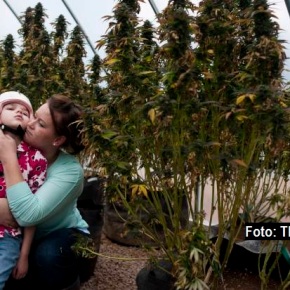 Porodice dece sa epilepsijom sele se u Kolorado, privučene uspehom ulja od marihuane